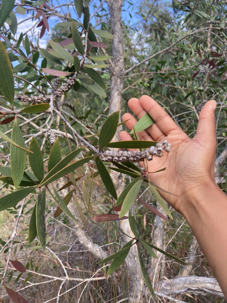 Planning de l’Arbre du Voyage : semaine du lundi 17 au dimanche 23 novembre 2025