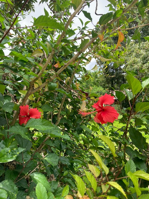 Planning de l’Arbre du Voyage : semaine du lundi 24 au dimanche 30 novembre 2025