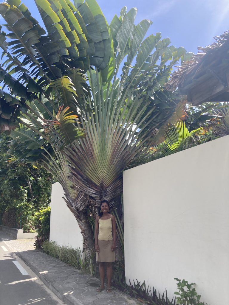 Planning de l’Arbre du Voyage : semaine du mardi 4 au dimanche 9 novembre 2025