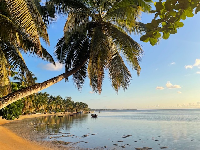 Planning de l’Arbre du Voyage : semaine du lundi 10 au dimanche 16 novembre 2025