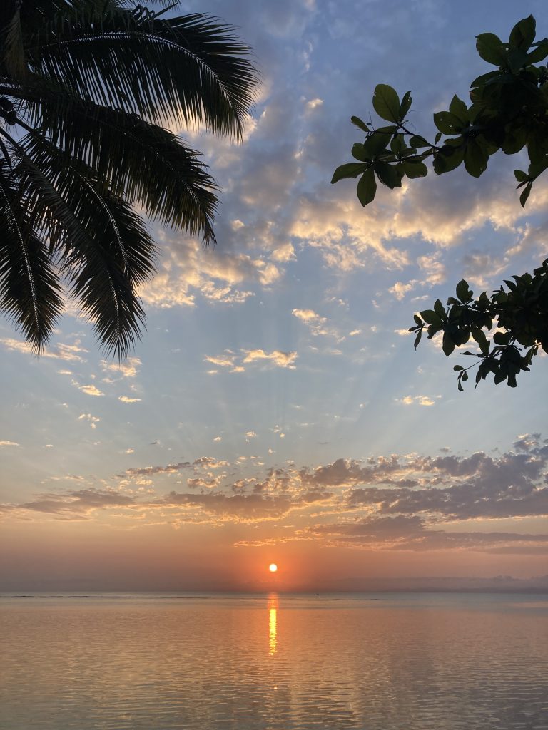 Planning de l&rsquo;Arbre du Voyage pour les fêtes de fin d&rsquo;année 2025 : semaines du mardi 23 décembre au dimanche 4 janvier 2026